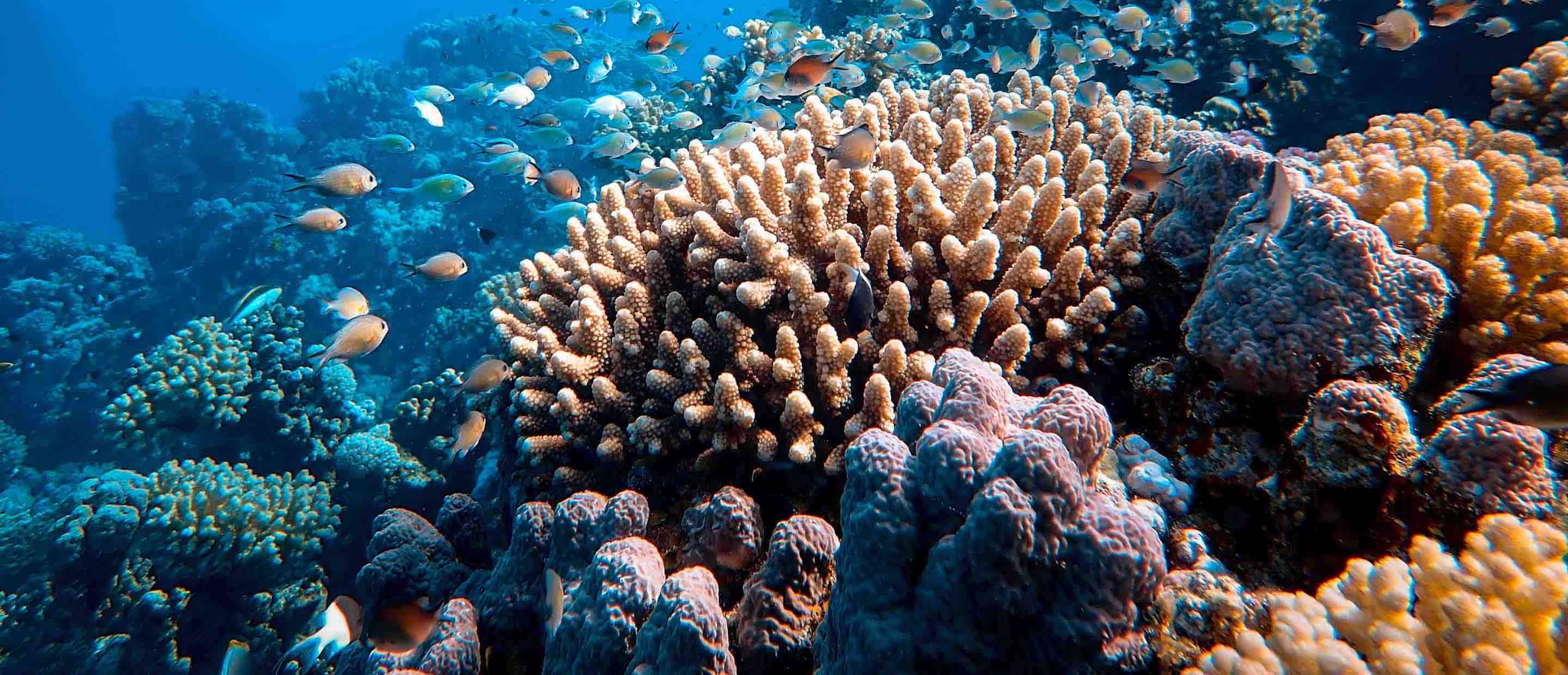Ocean Resilience Philanthropy - corals