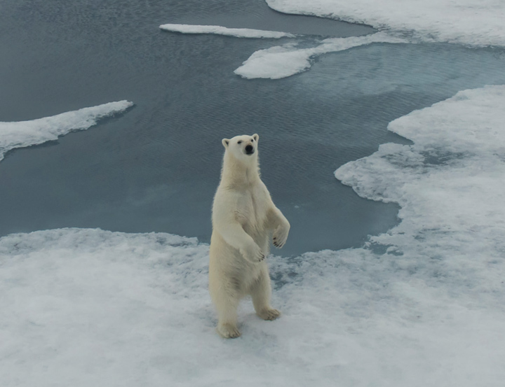 Polar bear :Responsible culture from cover to cover 