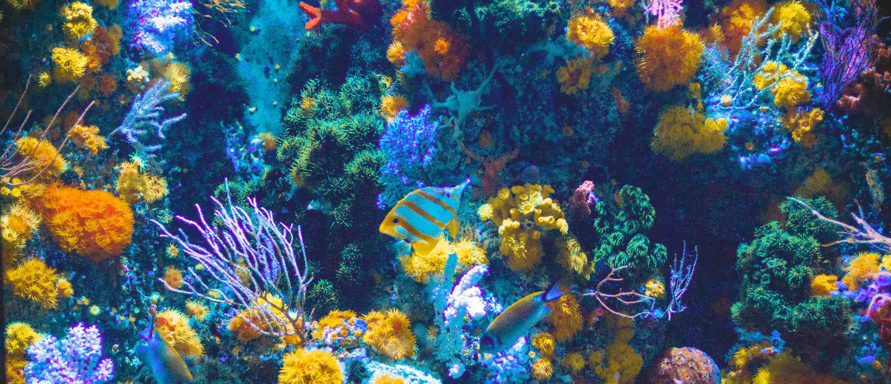 Future-Fundamentals-Deep-Sea-Podcast-2880x1240.jpg Future-Fundamentals-Deep-Sea-Podcast-2880x1240.jpg