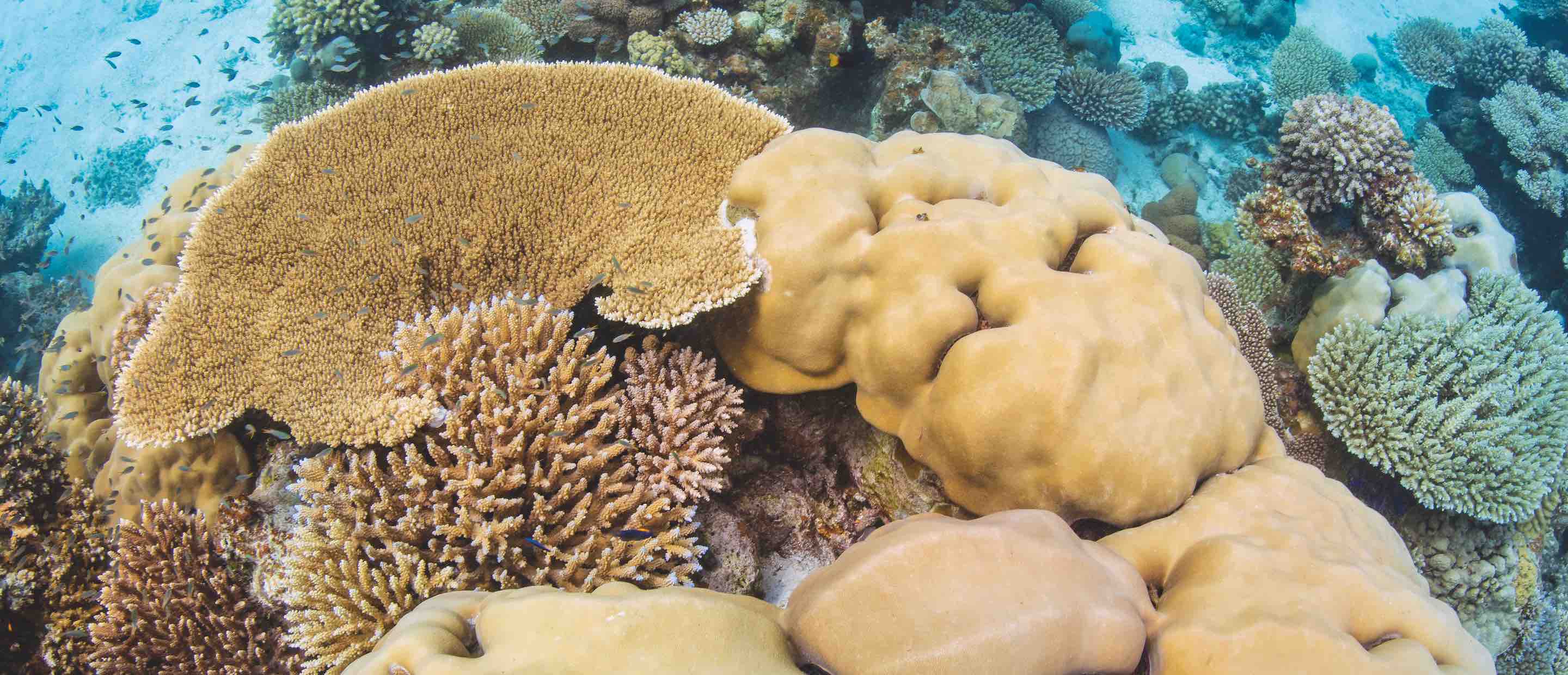 Coral Rich Reef, Maldives