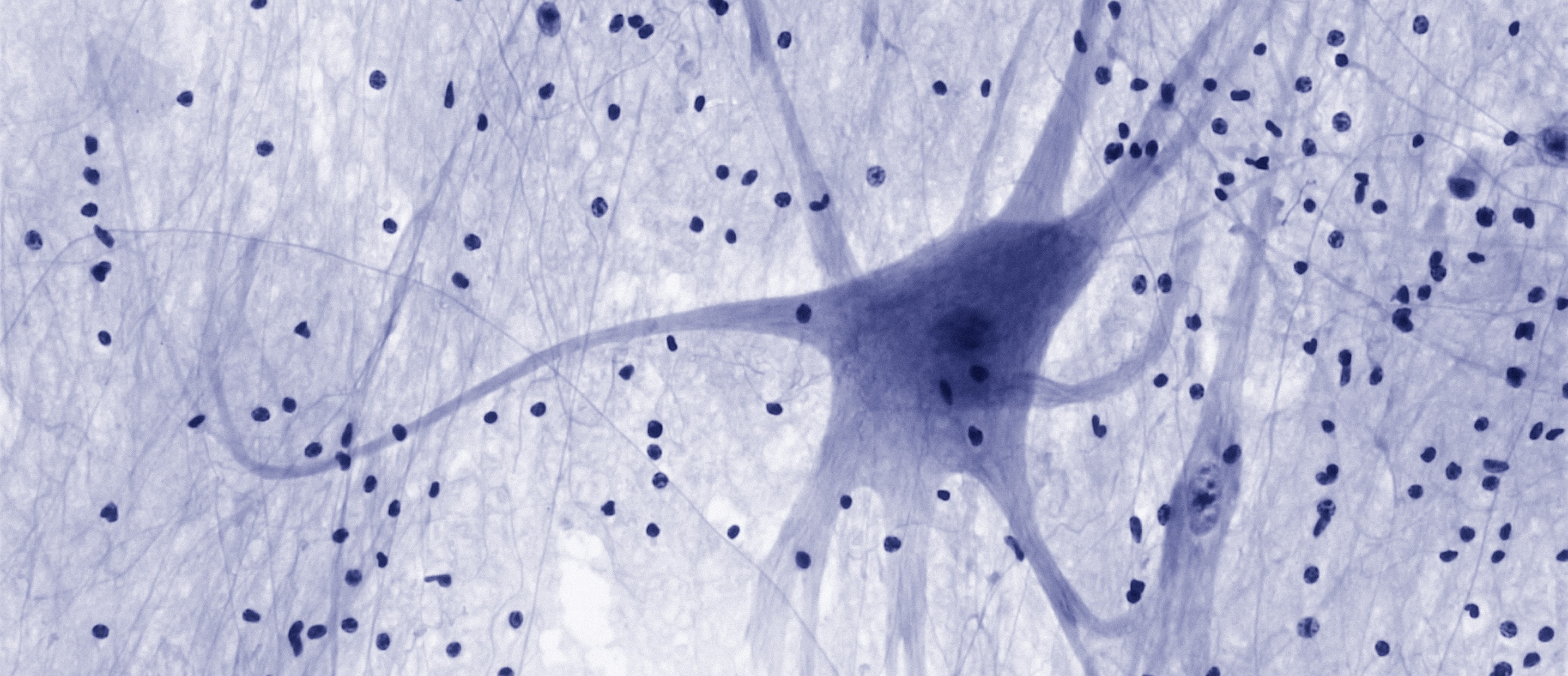 neurons