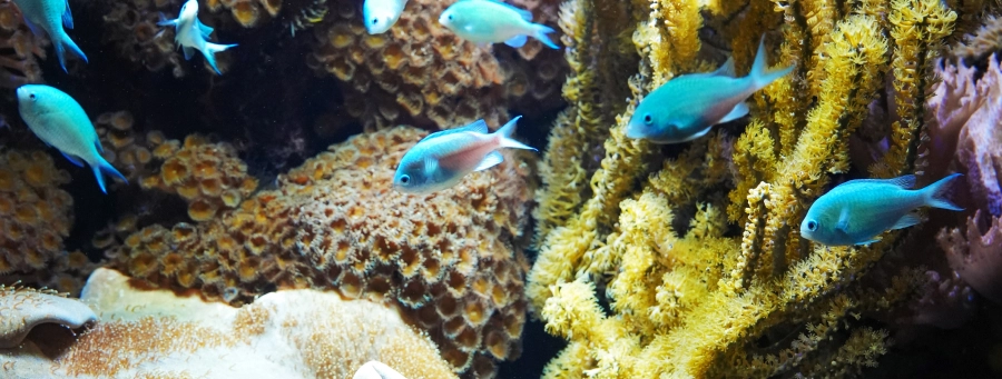 Corals Blue Economy
