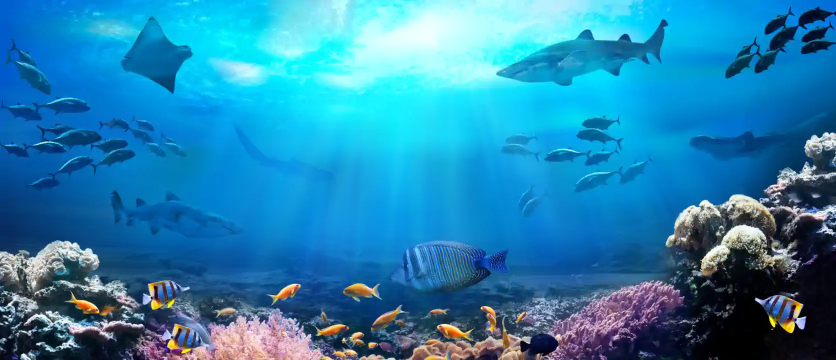 Underwater landscape with many fish