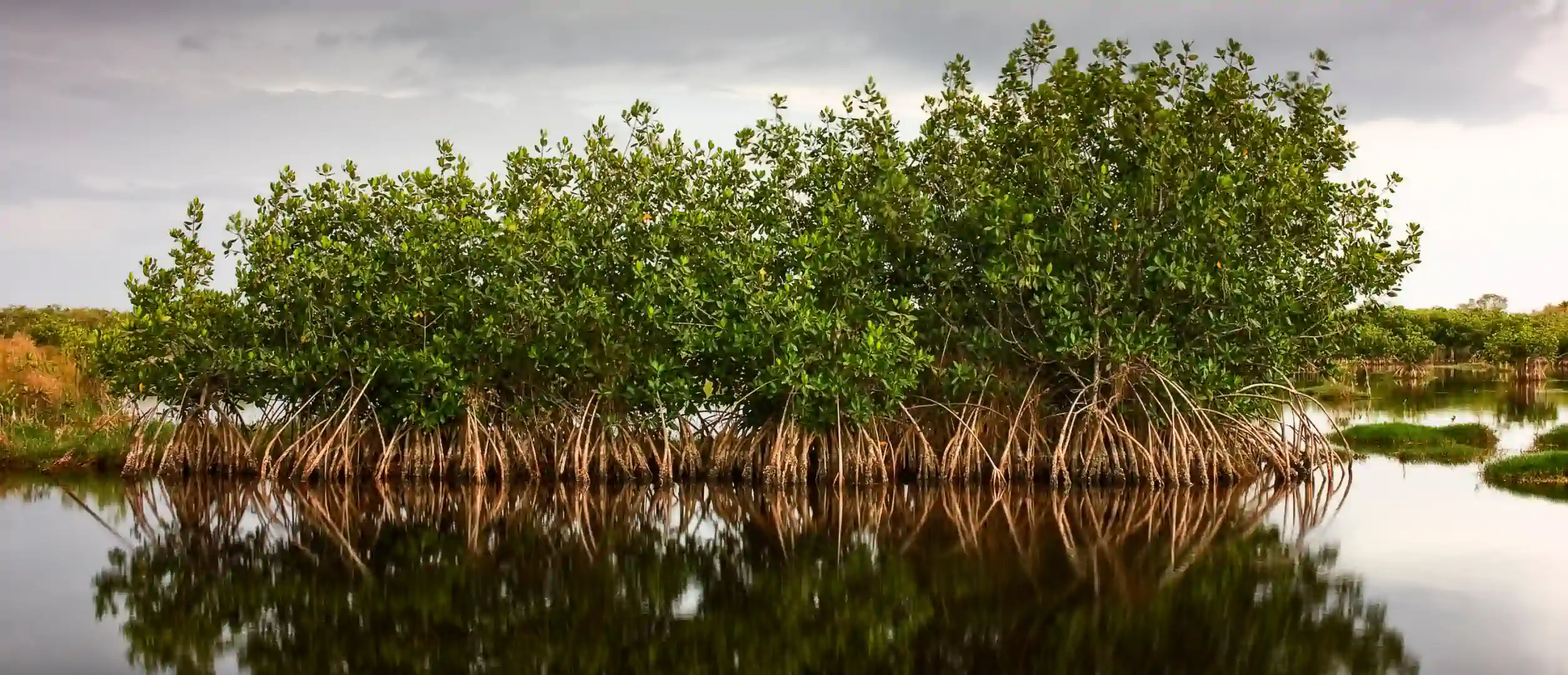 Mangroves | Nature Based Solutions